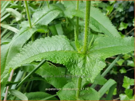 Eupatorium perfoliatum | Doorgroeid leverkruid, Waterhennep, Leverkruid | Durchwachsenbl&auml;ttriger Wasserdost