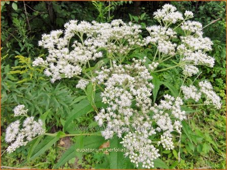 Eupatorium perfoliatum | Doorgroeid leverkruid, Waterhennep, Leverkruid | Durchwachsenbl&auml;ttriger Wasserdost