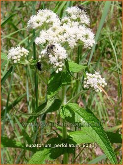 Eupatorium perfoliatum | Doorgroeid leverkruid, Waterhennep, Leverkruid | Durchwachsenbl&auml;ttriger Wasserdost