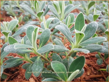 Euphorbia characias 'Portuguese Velvet' | Wolfsmelk | Palisaden-Wolfsmilch