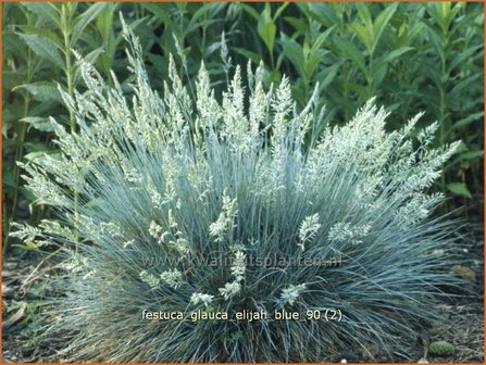 Festuca glauca &#039;Elijah Blue&#039; | Blauw schapengras, Zwenkgras, Schapengras | Blauschwingel