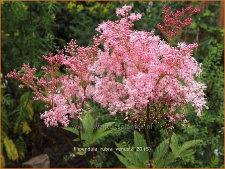 Filipendula rubra &#039;Venusta&#039; | Moerasspirea, Spirea | Pr&auml;rie-M&auml;des&uuml;&szlig;