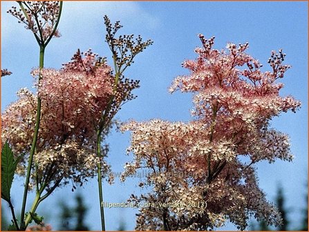 Filipendula rubra &#039;Venusta&#039; | Moerasspirea, Spirea | Pr&auml;rie-M&auml;des&uuml;&szlig;