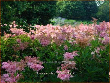 Filipendula rubra &#039;Venusta&#039; | Moerasspirea, Spirea | Pr&auml;rie-M&auml;des&uuml;&szlig;