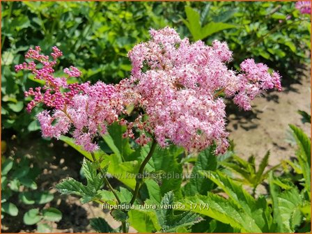 Filipendula rubra &#039;Venusta&#039; | Moerasspirea, Spirea | Pr&auml;rie-M&auml;des&uuml;&szlig;