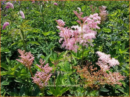 Filipendula rubra &#039;Venusta&#039; | Moerasspirea, Spirea | Pr&auml;rie-M&auml;des&uuml;&szlig;