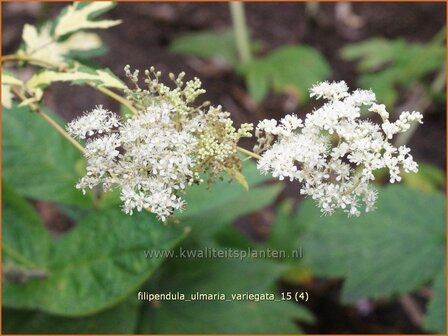 Filipendula ulmaria &#039;Variegata&#039; | Moerasspirea, Spirea | Sumpf-M&auml;des&uuml;&szlig;