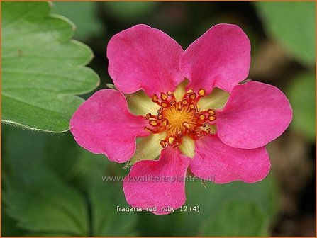 Fragaria &#039;Red Ruby&#039; | Aardbei | Erdbeere