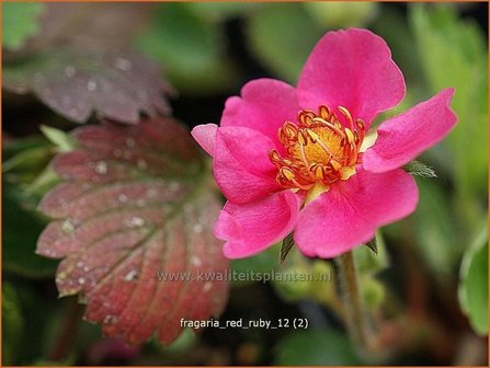 Fragaria &#039;Red Ruby&#039; | Aardbei | Erdbeere