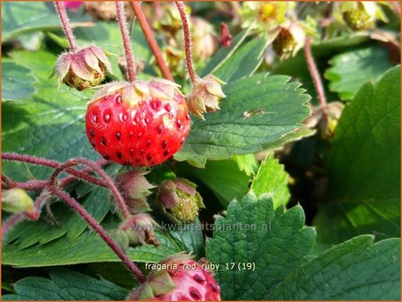 Fragaria &#039;Red Ruby&#039; | Aardbei | Erdbeere