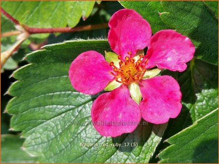 Fragaria &#039;Red Ruby&#039; | Aardbei | Erdbeere