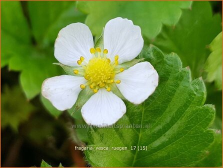 Fragaria vesca 'R&uuml;gen' | Bosaardbei, Aardbei | Walderdbeere