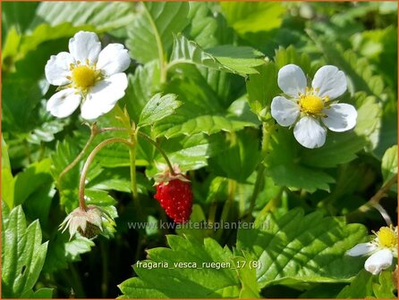 Fragaria vesca 'R&uuml;gen' | Bosaardbei, Aardbei | Walderdbeere