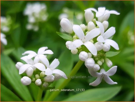 Galium odoratum | Lievevrouwebedstro, Walstro | Echter Waldmeister | Sweet Woodruff