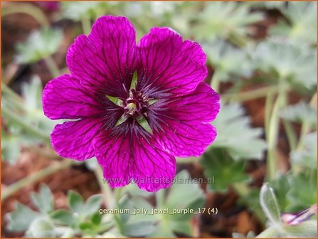 Geranium &#039;Jolly Jewel Purple&#039; | Ooievaarsbek, Tuingeranium | Storchschnabel