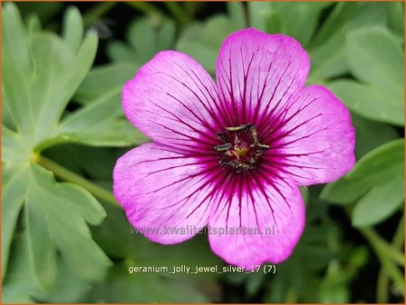 Geranium &#039;Jolly Jewel Silver&#039; | Ooievaarsbek, Tuingeranium | Storchschnabel