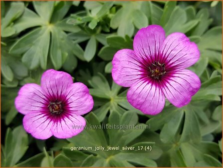 Geranium &#039;Jolly Jewel Silver&#039; | Ooievaarsbek, Tuingeranium | Storchschnabel