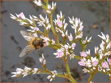 Goniolimon tataricum | Statice | Statice