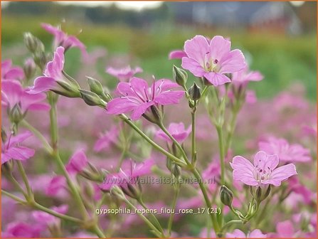 Gypsophila repens &#039;Filou Rose&#039; | Kruipend gipskruid, Gipskruid | Polster-Schleierkraut