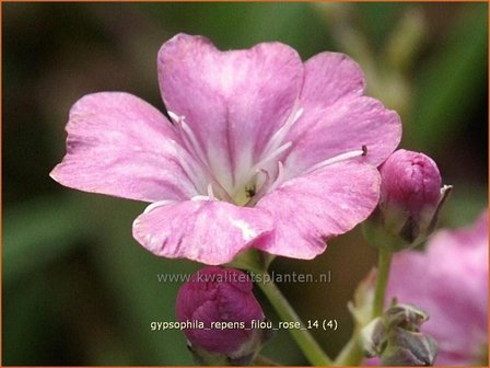 Gypsophila repens &#039;Filou Rose&#039; | Kruipend gipskruid, Gipskruid | Polster-Schleierkraut