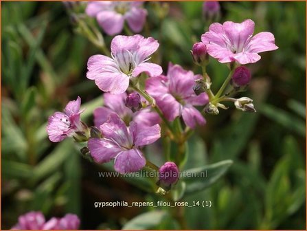 Gypsophila repens &#039;Filou Rose&#039; | Kruipend gipskruid, Gipskruid | Polster-Schleierkraut