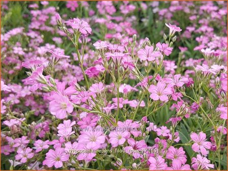 Gypsophila repens &#039;Filou Rose&#039; | Kruipend gipskruid, Gipskruid | Polster-Schleierkraut