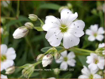 Gypsophila repens &#039;Filou White&#039; | Kruipend gipskruid, Gipskruid | Kriechendes Schleierkraut