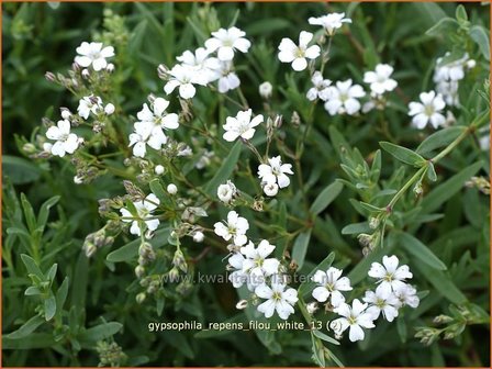 Gypsophila repens 'Filou White' | Kruipend gipskruid, Gipskruid | Kriechendes Schleierkraut