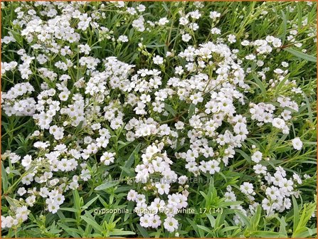 Gypsophila repens &#039;Filou White&#039; | Kruipend gipskruid, Gipskruid | Kriechendes Schleierkraut