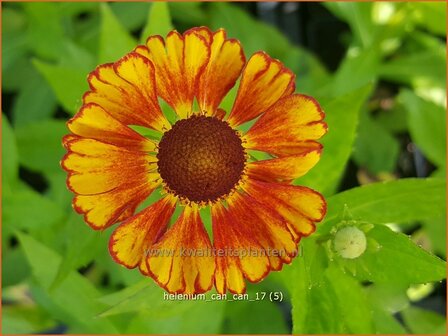 Helenium 'Can Can' | Zonnekruid | Sonnenbraut