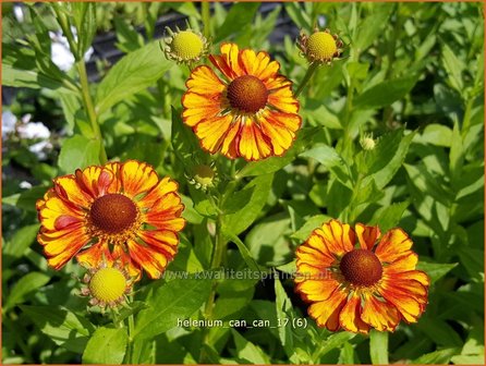 Helenium 'Can Can' | Zonnekruid | Sonnenbraut