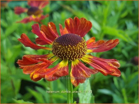 Helenium &#039;Dunkle Pracht&#039; | Zonnekruid | Sonnenbraut | Helen&#039;s Flower