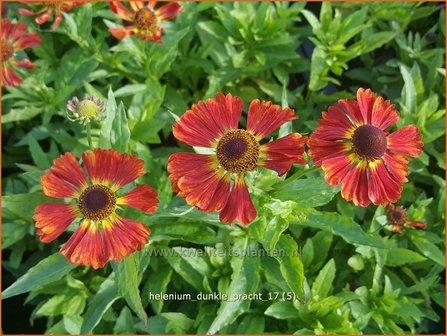 Helenium &#039;Dunkle Pracht&#039; | Zonnekruid | Sonnenbraut | Helen&#039;s Flower