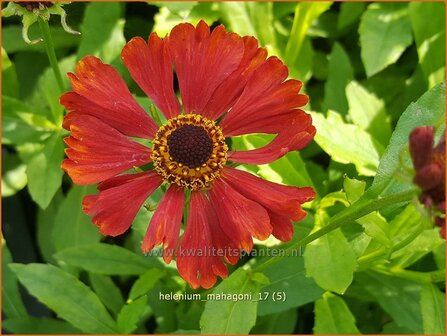 Helenium &#039;Mahagoni&#039; | Zonnekruid | Sonnenbraut