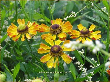 Helenium &#039;Rauchtopas&#039; | Zonnekruid | Sonnenbraut