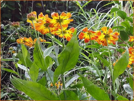 Helenium &#039;Rauchtopas&#039; | Zonnekruid | Sonnenbraut