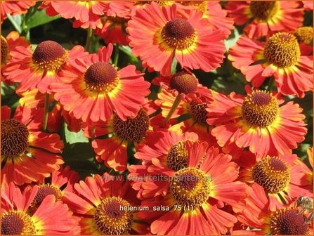Helenium &#039;Salsa&#039; | Zonnekruid | Sonnenbraut