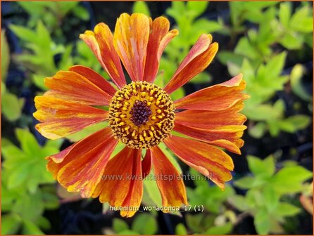 Helenium &#039;Wonadonga&#039; | Zonnekruid | Sonnenbraut