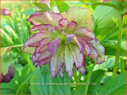 Helleborus orientalis 'Double Ellen Picotee' | Kerstroos, Lenteroos, Vastenroos, Nieskruid | Lenzrose