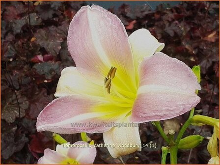 Hemerocallis 'Catherine Woodbury' | Daglelie | Taglilie