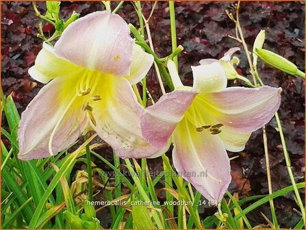 Hemerocallis 'Catherine Woodbury' | Daglelie | Taglilie