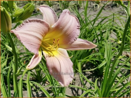 Hemerocallis 'Catherine Woodbury' | Daglelie | Taglilie