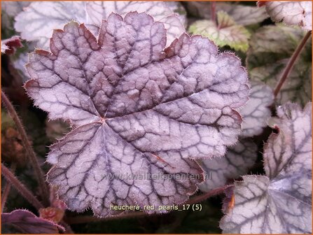 Heuchera &#039;Red Pearls&#039; | Purperklokje | Purpurgl&ouml;ckchen