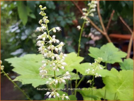 Heuchera villosa var. macrorrhiza | Purperklokje | Samthaariges Silbergl&ouml;ckchen