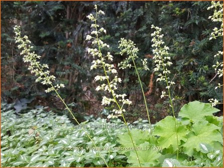 Heuchera villosa var. macrorrhiza | Purperklokje | Samthaariges Silbergl&ouml;ckchen