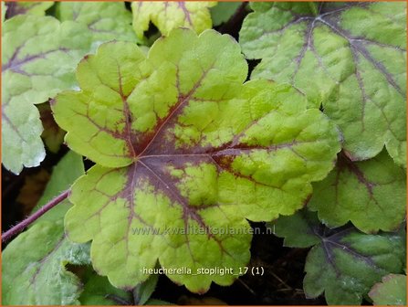 Heucherella &#039;Stoplight&#039; | Purperklokje | Bastardschaumbl&uuml;te