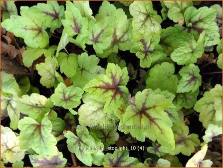 Heucherella &#039;Stoplight&#039; | Purperklokje | Bastardschaumbl&uuml;te