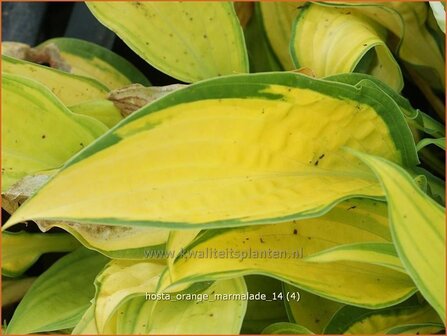 Hosta 'Orange Marmalade' | Hosta, Hartlelie, Funkia | Funkie