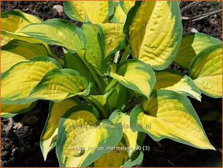 Hosta 'Orange Marmalade' | Hosta, Hartlelie, Funkia | Funkie