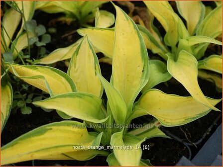 Hosta 'Orange Marmalade' | Hosta, Hartlelie, Funkia | Funkie